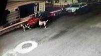 Köpeker Lüks Otomobili Böyle Parçaladı