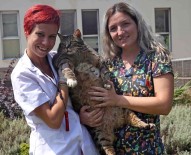 OBEZİTE - Obez Kediler Diyete Başladı