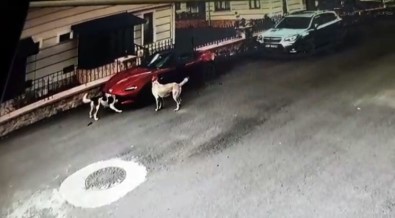 Sakarya'da Lüks Otomobili Parçalayan Köpekler Kamerada