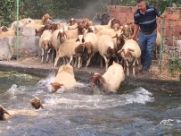 Sıcaktan Bunalan Kuzular Havuzda Serinledi