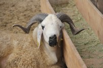 FİYAT ARTIŞI - Adana Kasaplar Odası Başkanı Yağmur Açıklaması 'Kurbanda Dişi Hayvan Kesmeyin'