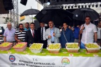 YÜZME YARIŞMASI - Buharkent'in Taze İnciri Festivalle Tanıtıldı