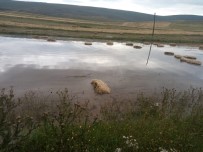 DOLU YAĞIŞI - Çıldır'da Balyalar Sular İçinde Kaldı