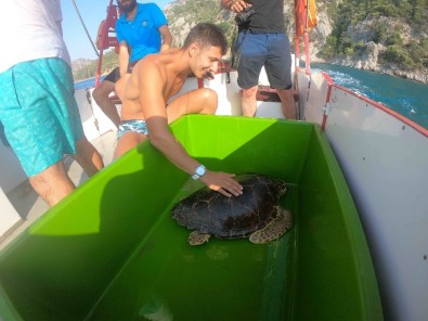 Profesyonel Turist Deniz Kaplumbağalarının Dünyasıyla Tanıştı