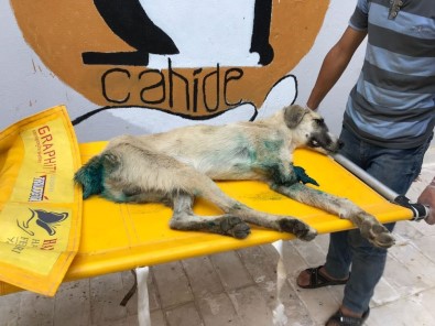 Sapanca'dan Sonra Gaziantep'te Yürek Burkan Köpek Görüntüsü