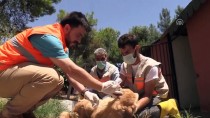 TEDAVİ SÜRECİ - Sokak Köpeği 'Moniş' Şefkat Eliyle Hayata Tutundu