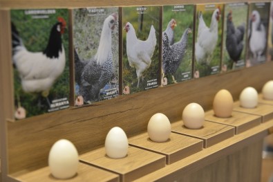 Tavuklar Ve Yumurtaları Sergisi Açıldı