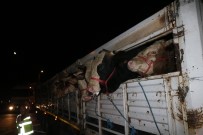 KURBANLIK HAYVAN - İlk Kurbanlıklar İstanbul'a Geldi