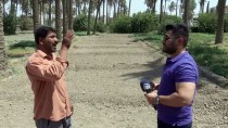KIŞ MEVSİMİ - Kuraklık 'İki Nehir Ülkesi' Irak'ta Tarımı Bitirmek Üzere