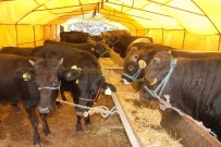 SAIM ESKIOĞLU - Kurban Kesim Kurallarına Uymayana 3 Bin 150 TL'ye Kadar Ceza Kesilecek