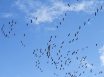 BEYŞEHIR GÖLÜ - Leyleklerin Erken Göçü İlgiyle İzlendi