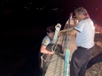 ESENÇAY - Önce Kurtardılar, Sonra Beslediler