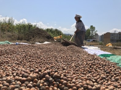 Ordu'da Fındık Borsası Açılıyor