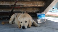 AKILLI KÖPEK - Sahibini Bekleyen Köpek Merdiven Altından Ayrılmıyor