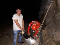 AKUT'tan Keçi Kurtarma Operasyonu