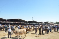 Araba Fiyatına Ulaşan Kurbanlıklar Alıcı Bekliyor