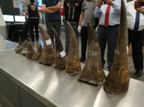 X-RAY - Atatürk Havalimanı'nda Gergedan Boynuzu Yakalandı