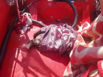 BALTıK DENIZI - Ava Giden Kartal Boğulmaktan Son Anda Kurtarıldı