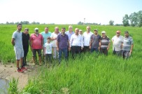 Bafra Ovası'nda Çeltik Tarlaları Susuzluktan Kurumaya Başladı