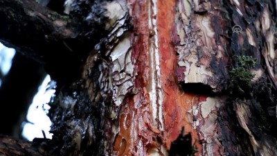 Bolu'da Ormanlık Alana Yıldırım Düştü