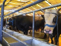 İstanbul'da 15 Ekip Kaçan Kurbanlıkları Yakalayacak