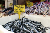 UMUTLU - Karadeniz'de Ağustos Ayında Hamsi Çıktı