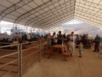 KURBAN PAZARI - Kurban Alım Ve Satımı Yeni Hayvan Pazarında Yapılacak