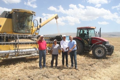 Malazgirt'te Nohut Hasadı Başladı