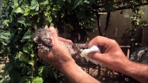 YAVRU KEDİ - Annesiz Kedi Yavrularını Şırıngayla Besliyor
