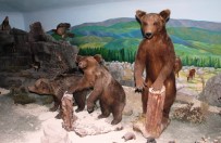 Çamlıdere Doğa Ve Hayvan Müzesi Ziyaretçilerin Yoğun İlgisini Çekiyor Haberi