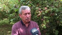 LEVENT ŞAHİN - 'Fındığı Türkiye'nin Sahiplenmesi Lazım'