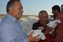 GÜLLÜBAHÇE - Türkiye'nin Pamuk Ambarı Söke'de İlk Pamuk Hasadı Yapıldı