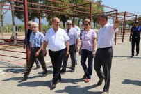 DALAMA - Efeler Kurban Bayramına Hazırlanıyor