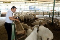 Kurban Bayramı Öncesi Büyükşehir'den Sağlık Tedbiri