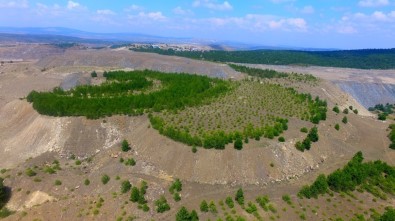 Kütahya'da Eski Maden Sahaları Ağaçlandırılıyor