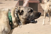 Kangal özel ırk olarak kabul edildi