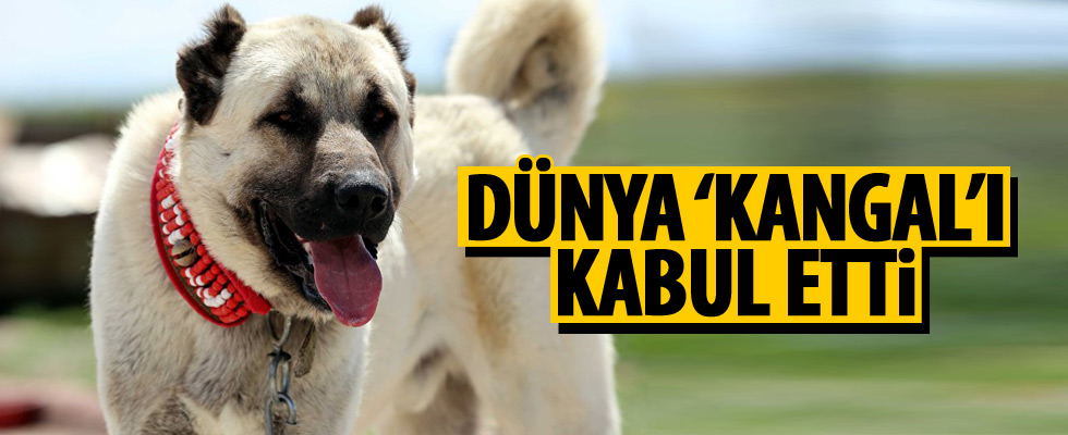 Kangal özel ırk olarak kabul edildi