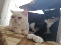 CASPER - Güpegündüz Sahipli Kediyi Böyle Alıp Gittiler
