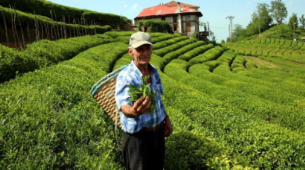 Kilosu 4 bin TL'den satılıyor
