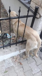 Demir Parmaklıklara Sıkışan Köpeği İtfaiye Kurtardı