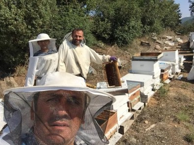 Emet'te Bal Üretimi Düştü