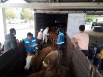 Genç Çiftçilere Büyükbaş Hayvan