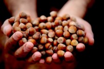 TEKELI - Karan Açıklaması 'Fındık Serbest Piyasada 14 Lira'