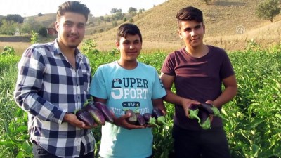 Köylüler Asırlık Tohumla Patlıcan Üretiyor