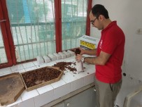 ÜZÜM BAĞI - Kuru Üzümde Verim Düşük Olsa Da Fiyatlar Çiftçinin Yüzünü Güldürüyor