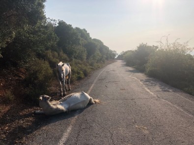 (Özel) Büyükada'da Yaralı Halde Can Çekişen At Yürekleri Sızlattı