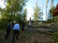 ENVER YıLMAZ - Posof'ta Fırtına Ağaçları Devirdi