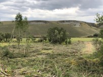 İSTİMLAK - Sular Altına Kalacak Ağaçlar Kesiliyor