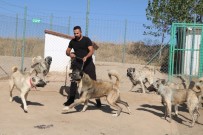 Yerli Ve Milli Koruma Köpeği 'Kangal'