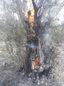 Zeytinlikteki Yangın Diğer Ağaçlara Sıçramadan Söndürüldü